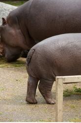 Whole Body Hippopotamus